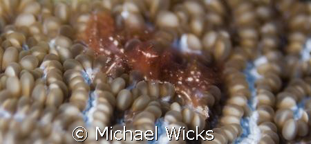Coral anomene, crab by Michael Wicks 